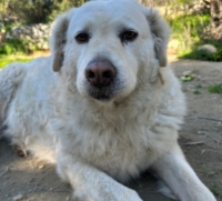  A SAN VALENTINO REGALA UNA VITA MIGLIORE AGLI ANIMALI PI� SFORTUNATI