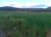 PUGLIA : COLDIRETTI : 139 SPECIE VEGETALE A RISCHIO ESTINZIONE