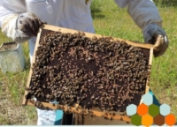 BRINDISI : PROGETTO LINFA : LABORATORIO