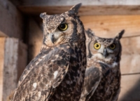 SAN VIGILIO/SAN MARTIN-DOLOMITES