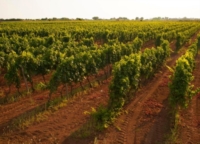 MANDURIA : CONSORZIO TUTELA DEL PRIMITIVO CONTRO IMPIANTI FOTOVOLTAICI