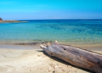 BRINDISI : CONSULTA PROVINCIALE STUDENTI : 