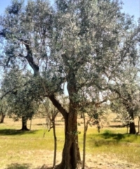 BRINDISI : IL TELERILEVAMENTO CONTRO LA  XILELLA