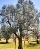 OSTUNI : SUMMIT INTERNAZIONALE SUL FUTURO DEGLI ULIVI