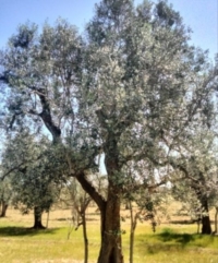 COMUNI DELLA PIANA : RICHIESTA URGENTE DI INCONTRO SU XILELLA