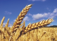  COLDIRETTI IN PIAZZA PER DIFENDERE IL GRANO ITALIANO