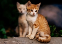 PUGLIA : LNDC : OPERAZIONE 