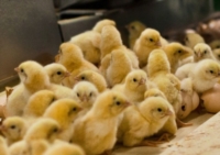 ANIMAL EQUALITY : PUBBLICATE LINEE GUIDA PER FERMARE UCCISIONE PULCINI MASCHI