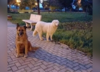 TARANTO : CANI UCCISI A FUCILATE : LNDC :CHI SA PARLI