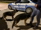 BRINDISI : UNA VOLANTE DELLA QUESTURA SALVA DUE CANI