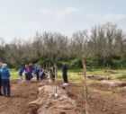 LECCE : CON TEDX 2025 PIANTATI 1000 ULIVI RESISTENTI ALLA XYLELLA 