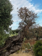 OSTUNI : LIVE PAINTING PER RACCONTARE LA XILELLA