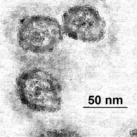 Epatite C, due nuove molecole �battezzate� a Boston 
