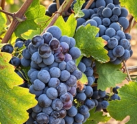 VENDEMMIA 2026 : UVE SANE E QUALITA' ELEVATA
