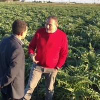 VISSANI SCEGLI IL CARCIOFO BRINDISINO