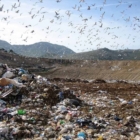 BBC: La Regione invia nuovamente i rifiuti del barese a Brindisi   