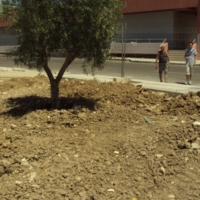 Nuova area verde al quartiere Bozzano