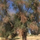 XYLELLA incontro oria