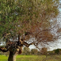 XYLELLA: IL COMMISSARIO SILLETTI PROMETTE DI AGIRE CON IL BISTURI