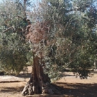 BBC: Iniziativa su Xylella: Emergenza o Speculazione?