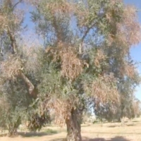 LA XYLELLA NEL MESSAGGIO PASQUALE DEI VESCOVI DEL SALENTO