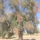 XYLELLA: COLDIRETTI, NOSTRO ALLARME INASCOLTATO VALUTAZIONI UE INCONFUTABILI