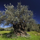 Tutto per l’olivo. Camere Commercio e Regione Puglia in Fiera dal 24 al 24 aprile