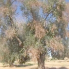 XYLELLA: IL RITROVAMENTO IN FRANCIA DIMOSTRA L'INCONSISTENZA DELLE POLITICHE DELL'UE