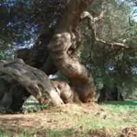 PUGLIA: DOMENICA 19 APRILE IL M5S LANCIA LA 