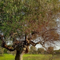 XYLELLA: Granieri UNAPROL 