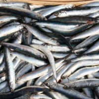 Attivit� del progetto M.ITT.I.CO! per il pesce azzurro