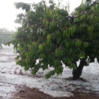 ECCEZIONALE ONDATA DI MALTEMPO  NON C’E’ TREGUA PER LE CILIEGIE PUGLIESI