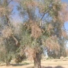 "XYLELLA REPORT": UNA BIOGRAFIA POLITICA E SOCIALE DELLA PUGLIA
