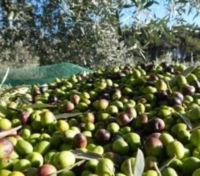 DOMANI A MILANO ARRIVA IL PIQ DELL'OLIO 