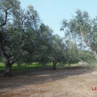 CONCLUSA VISITA DEI COMMISSARI EUROPEI PER LA XILELLA