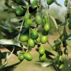 Olio: Piano Olivicolo Nazionale. Granieri (Unaprol), “Parlamento riconosce valore strategico olivicoltura”