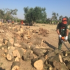 XILLLA : INIZIATE LE ERADICAZIONI