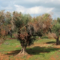 XYLELLA, DONNO (M5S): �PENSARE MALE � PECCATO PER� A VOLTE...�