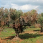  L’ACCADEMIA NAZIONALE DELL’OLIVO E DELL’OLIO CERTIFICA CHE IL BATTERIO NON INTACCA I PRODOTTI