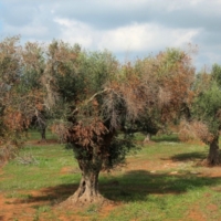  L�ACCADEMIA NAZIONALE DELL�OLIVO E DELL�OLIO CERTIFICA CHE IL BATTERIO NON INTACCA I PRODOTTI