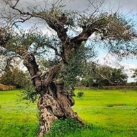 Cellino San Marco : dopo le elezioni la Xilella