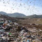 COBAS : sit in e Ordinanza Regionale