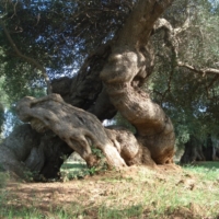 L�Altra Puglia: �Grazie Popolo degli Ulivi!�
