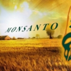 LA COMMISSIONE UE APPROVA IN SEGRETO L’IMPORTAZIONE DELLA SOIA TRANSGENICA DELLA MONSANTO