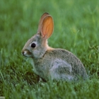 Stagione venatoria Comunicato Stampa Ekoclub Brindisi