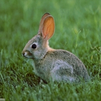 Stagione venatoria Comunicato Stampa Ekoclub Brindisi