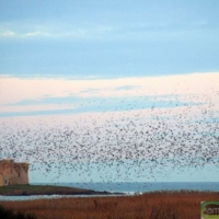 Brindisi:Gli stati generali dell'educazione ambientale