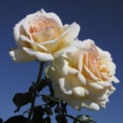 Il Giardino di Melissa