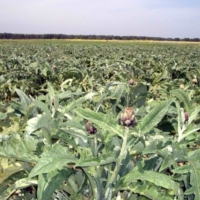 Il Gal Terra dei Messapi gioca la carta BIT Milano-Carciofo Brindisino IGP in festa