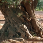 Domenica 12 "Marcia degli Ulivi" con Tony Esposito